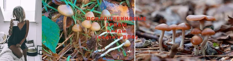 где можно купить наркотик  Карталы  Псилоцибиновые грибы Psilocybe 